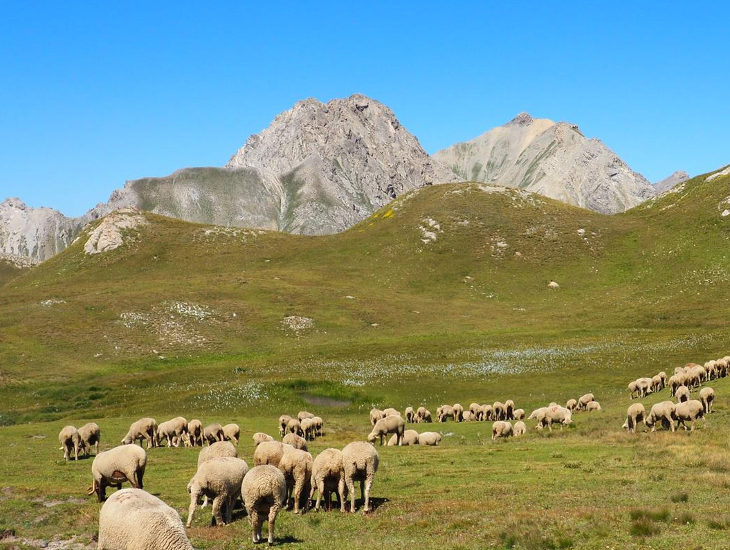 I pascoli di Pizzoli con il Gran Sasso sullo sfondo